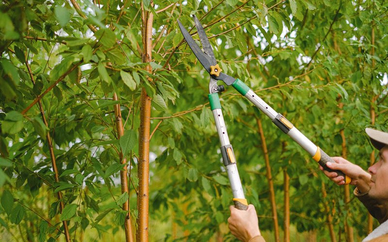 Tree trimming in Coalmont, IN