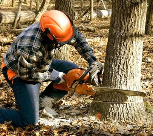 Tree Removal in Coalmont, IN